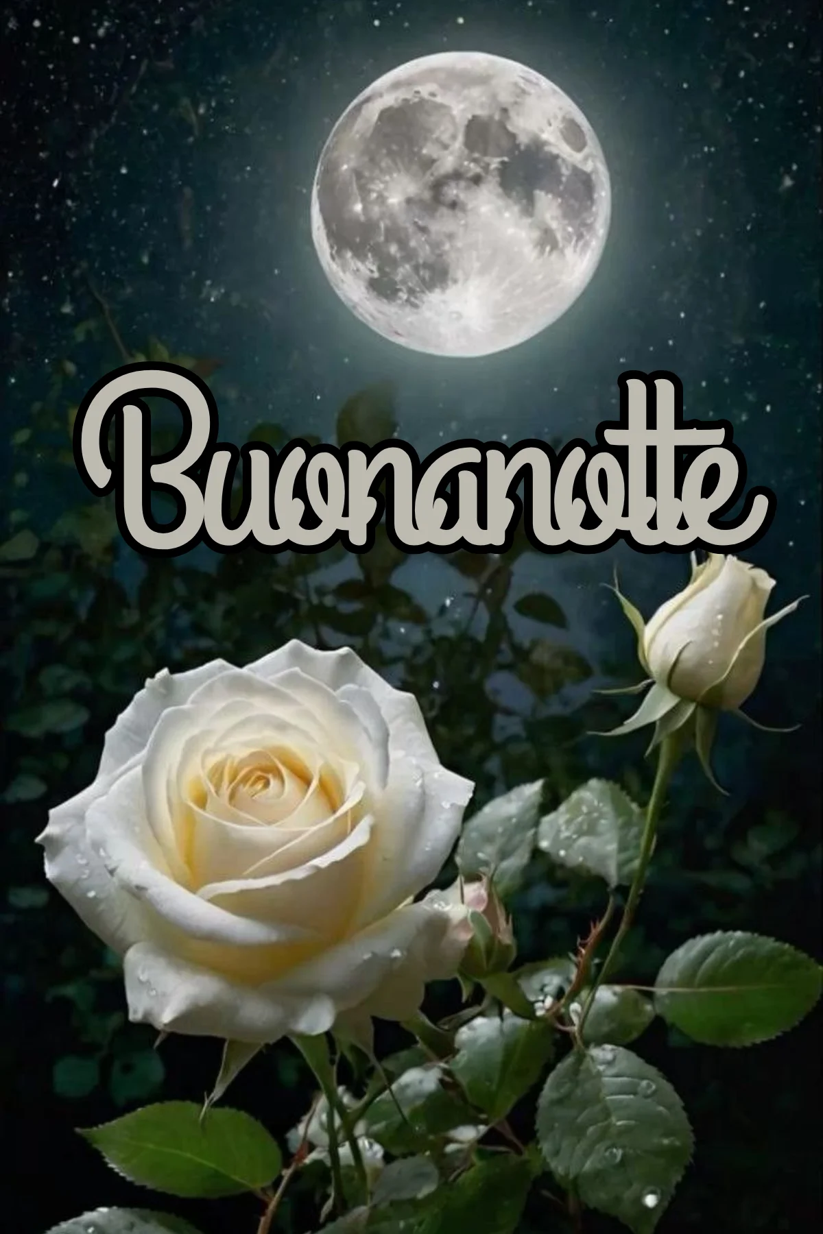 Luna piena e rose bianche con rugiada notturna immagini buonanotte