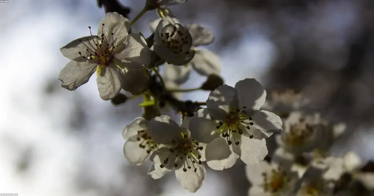 Fiori di ciliegio bianchi su sfondo sfocato immagine buonanotte nuove