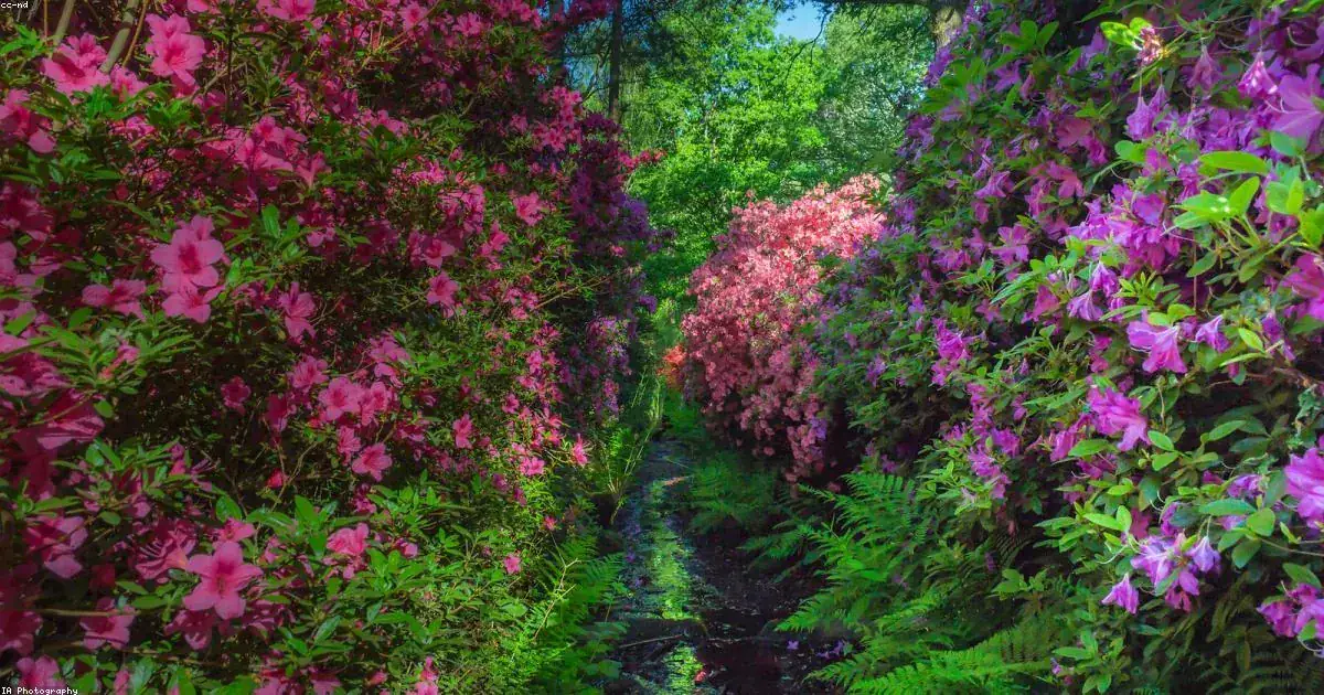 Sentiero tra azalee rosa e viola con felci immagine buonanotte bellissima