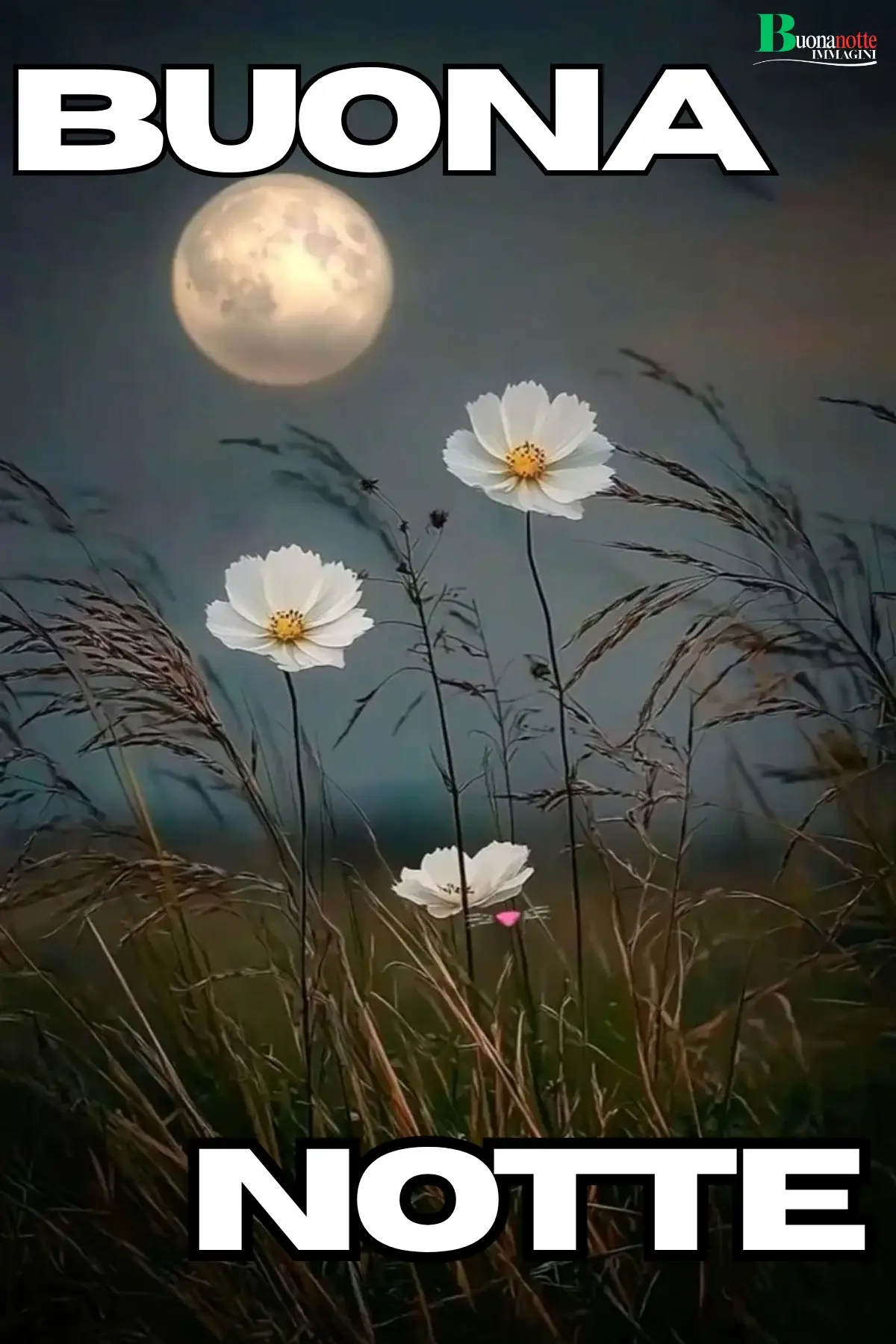 Fiori cosmos bianchi in un prato sotto la luna piena immagine buonanotte