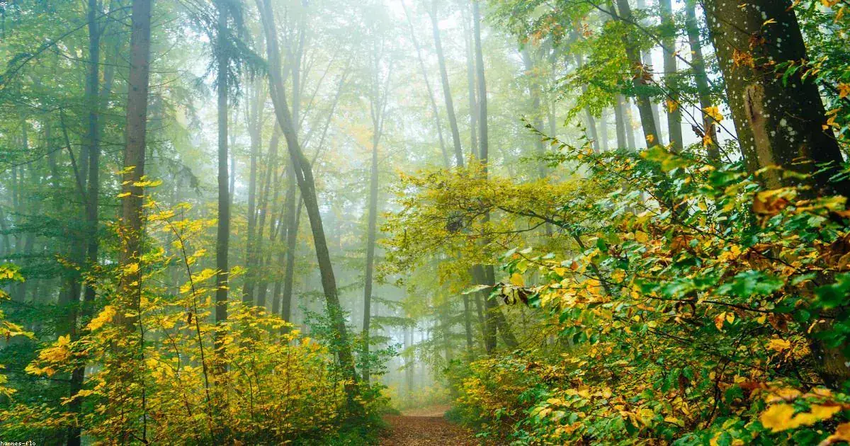 Sentiero nel bosco autunnale con nebbia e foglie dorate buonanotte autunnale