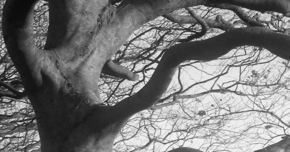 Albero secolare rami spogli bianco nero buonanotte