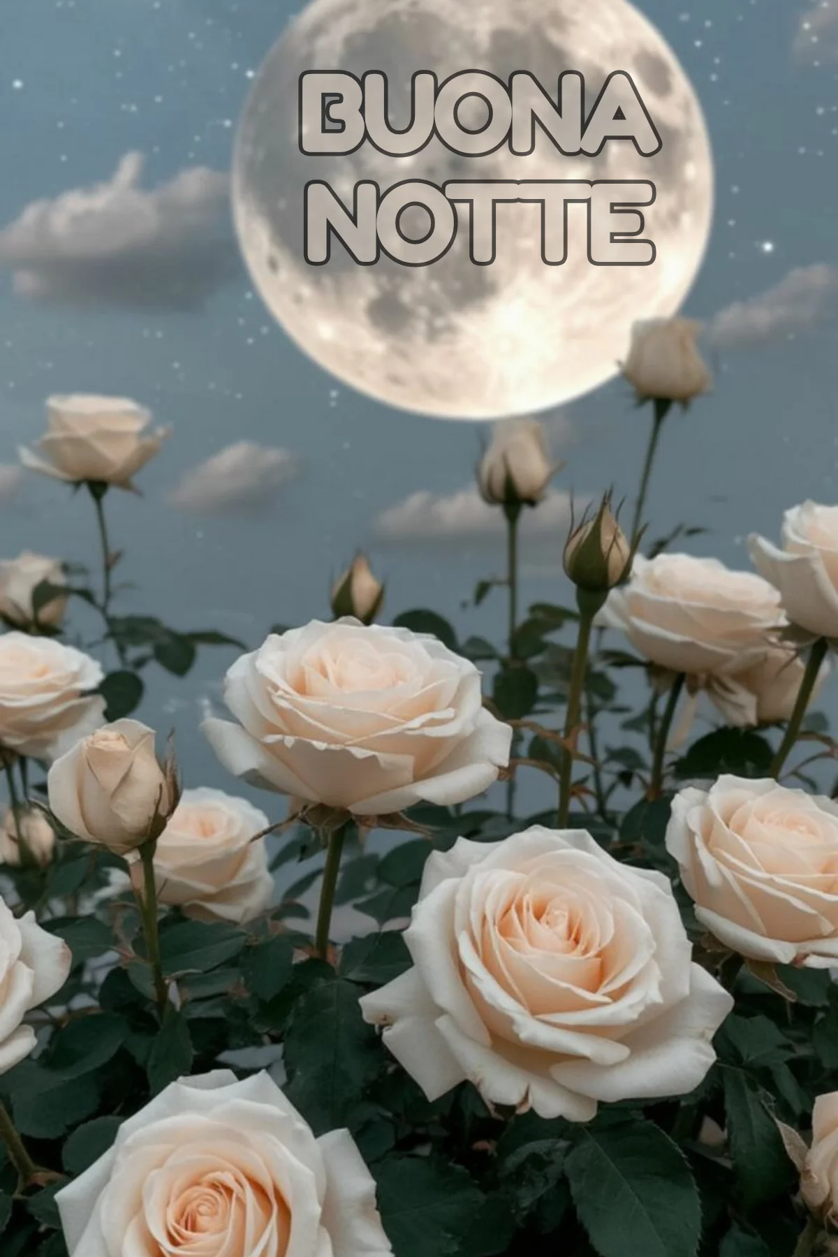 Rose bianche sotto luna piena cielo stellato 100 immagini buonanotte