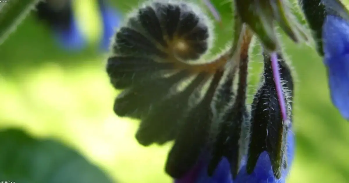 Fiore di borragine blu con stami a spirale in primo piano immagini buonanotte bellissime