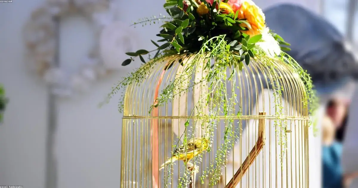 Uccellino in gabbietta dorata con fiori colorati immagine buonanotte bellissima