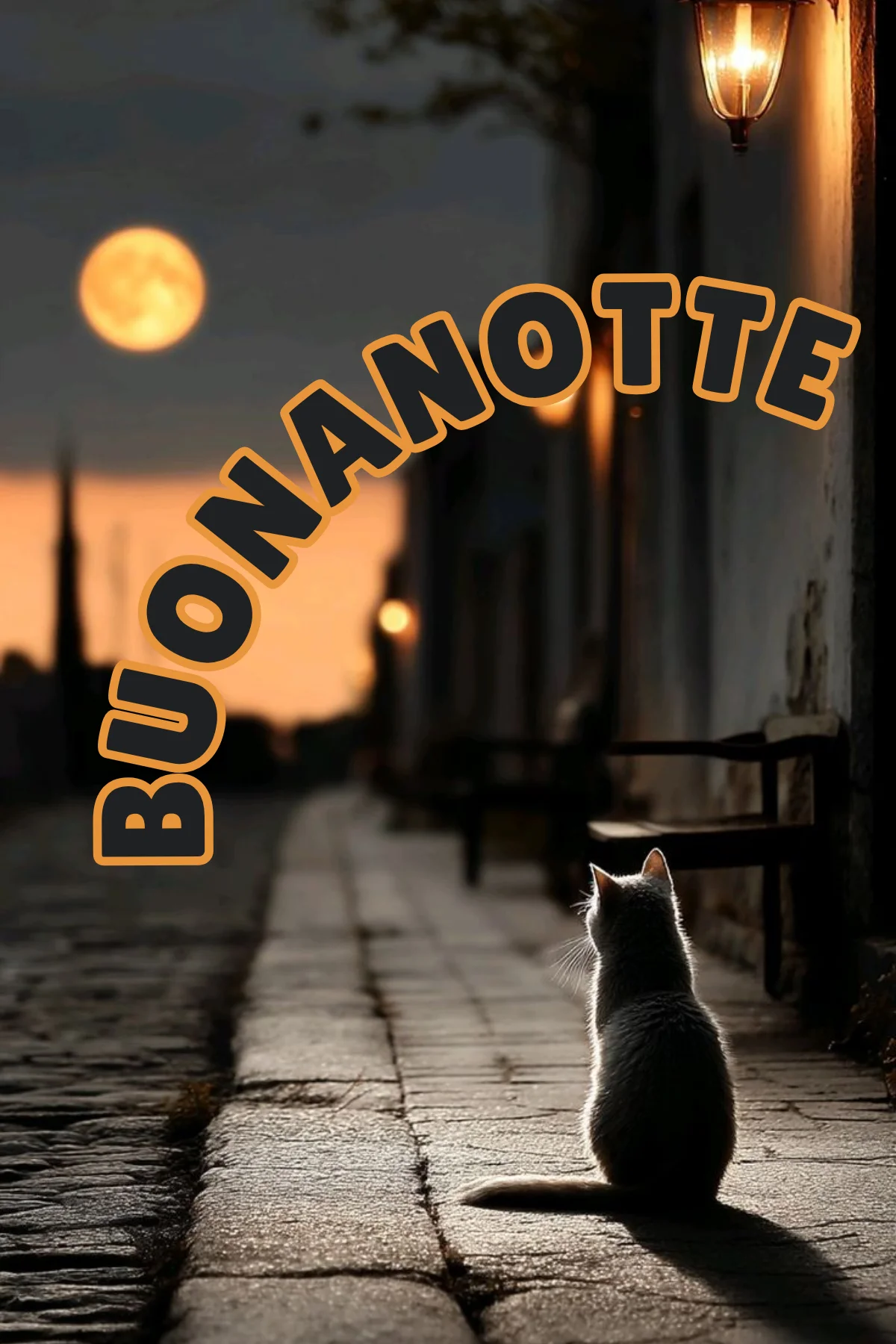 Gattino seduto su strada acciottolata guarda luna piena con lampione immagini buonanotte