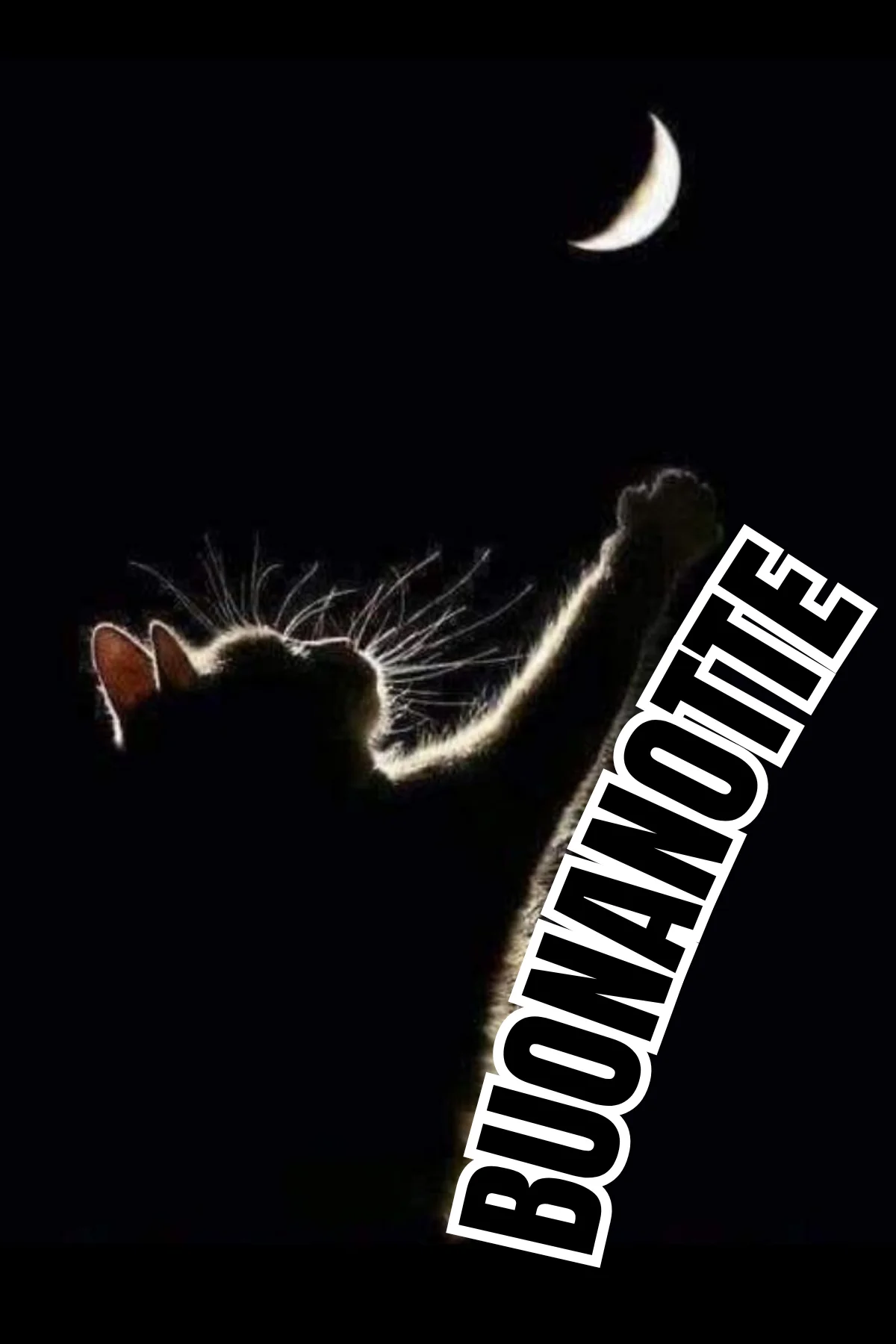 Gatto in controluce allunga zampa verso luna crescente buonanotte