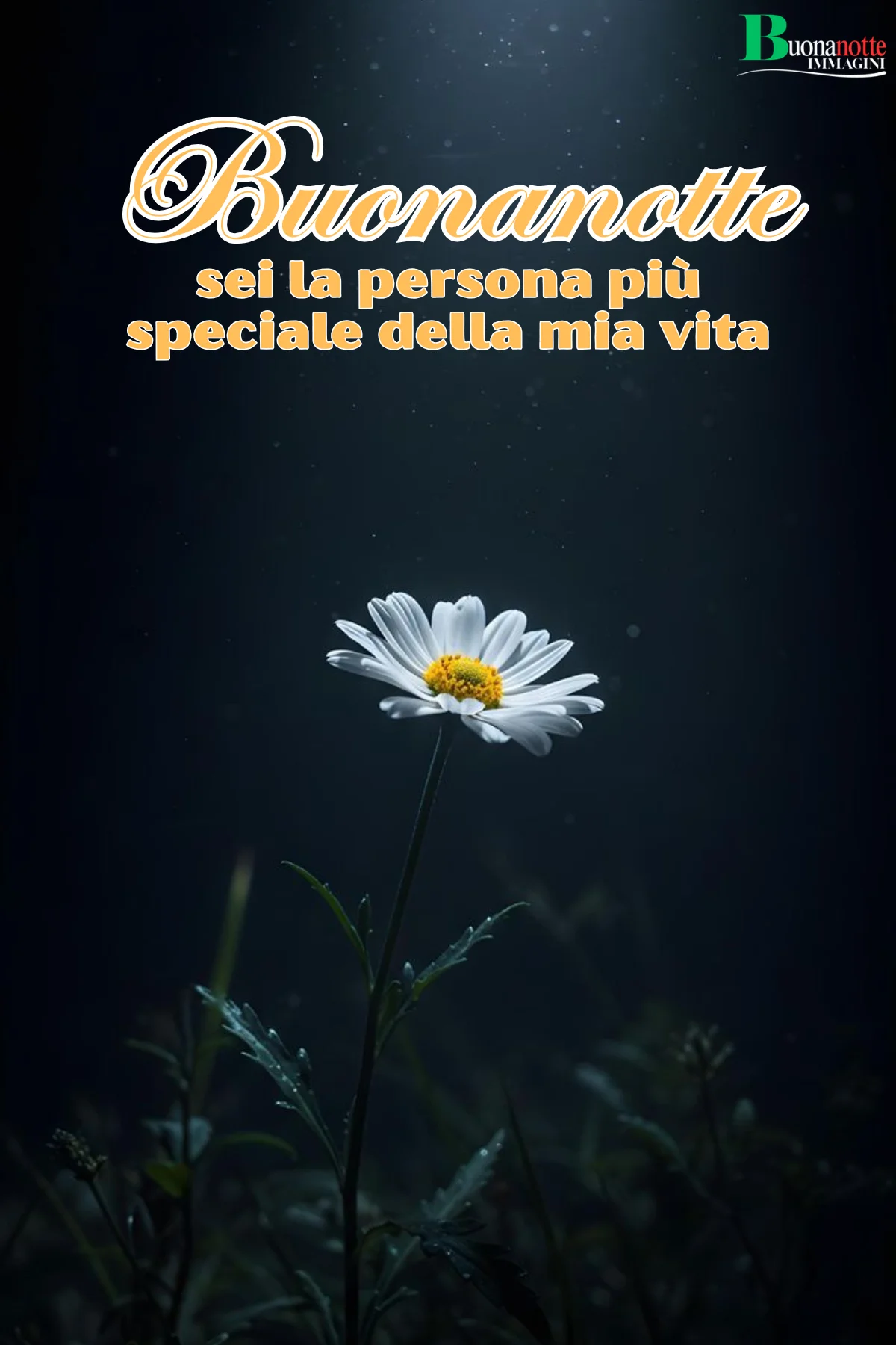 Margherita bianca illuminata su sfondo scuro notturno frasi buonanotte