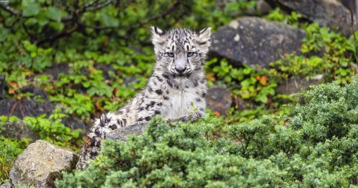 Cucciolo leopardo delle nevi sguardo buffo tra rocce verdi buonanotte divertente