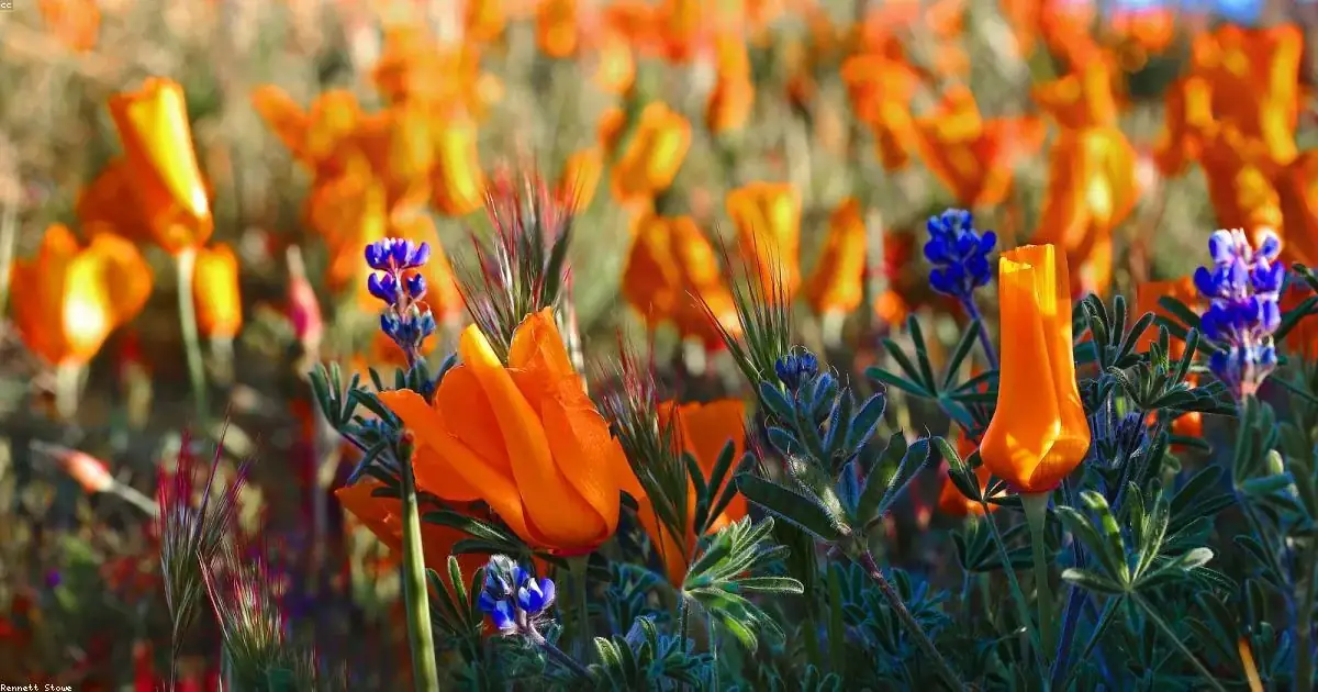 Prato di papaveri arancioni e lupini blu immagini buonanotte bellissime