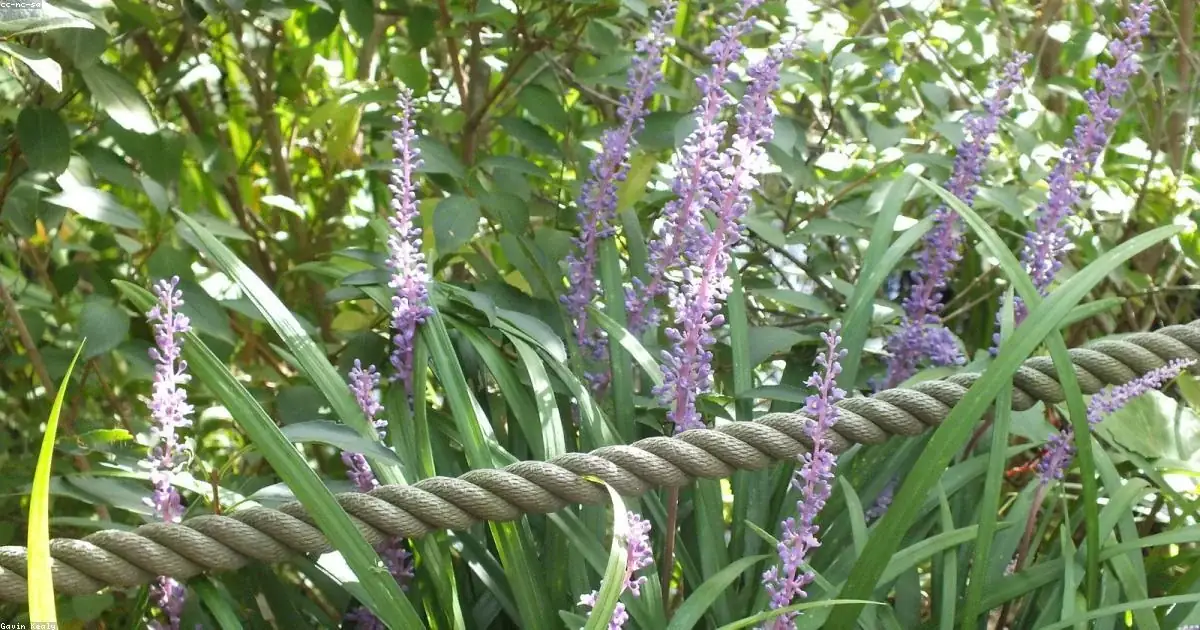 Spighe di fiori viola lilla tra foglie verdi con corda immagini buonanotte bellissime