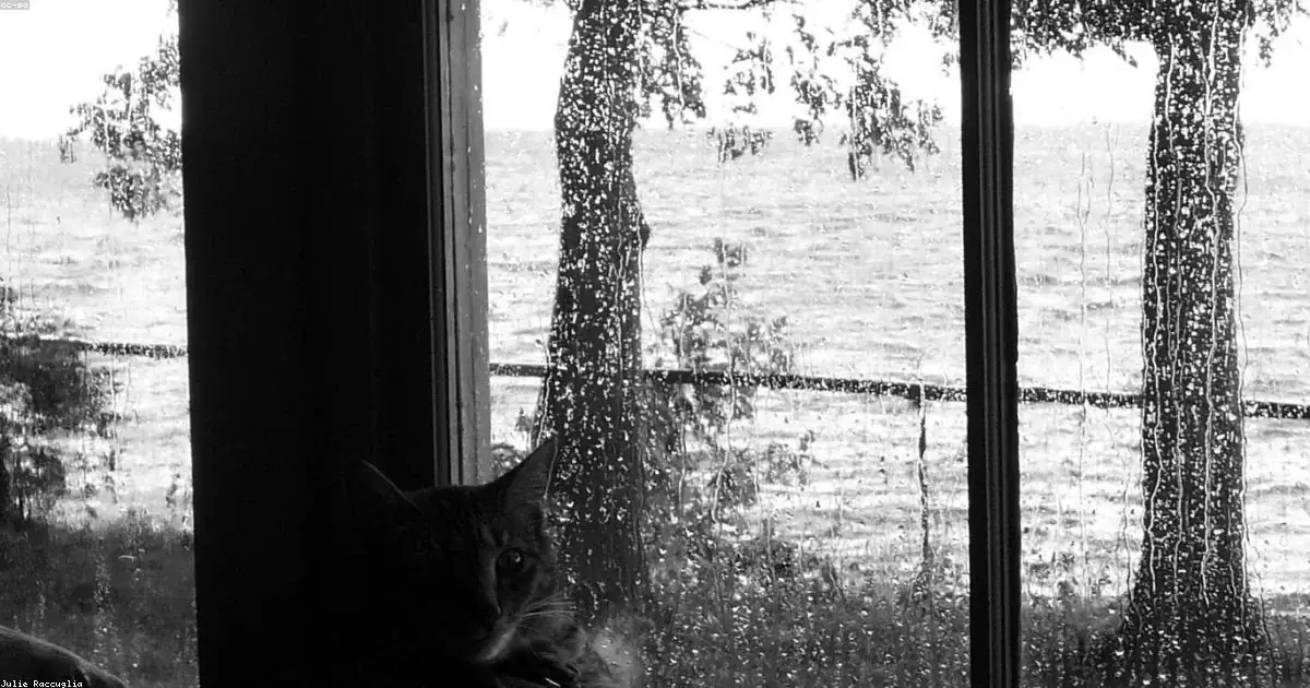 Gatto alla finestra con pioggia in bianco e nero buonanotte invernale