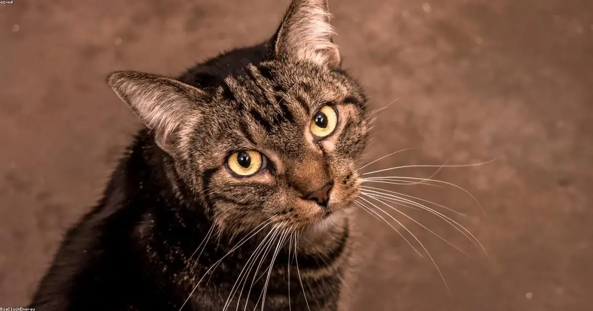 Gatto tigrato con sguardo curioso e baffi lunghi buonanotte divertente
